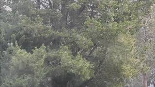 Pine pollen blown by the wind