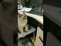 Наш любимый будильник❤️ #моякошка #catlife #весёлые кошечки #юмор