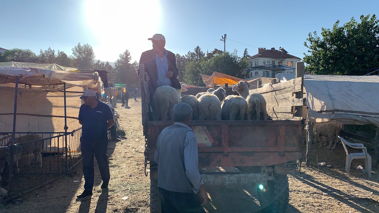 YALVAÇ KÜÇÜKBAŞ HAYVAN PAZARININ HALİ
