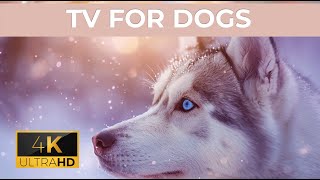 [LIVE] Dog Music🎵Dog Calming Music for Dogs Deep Sleep🐶💖Separation Anxiety Music for Dog Relaxa🐶 7