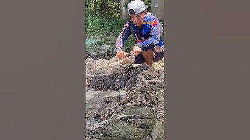 Cá Lớn - cá Rô Phi mắc kẹt trên đá 😱 #khacthuyvlogg