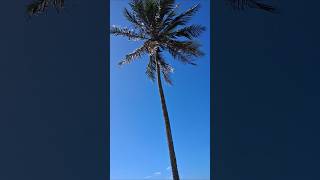 Download Lagu Pé de Coqueiro Alto MP3