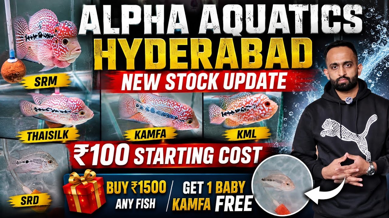 Alpha Aquatics Hyderabad New Stock Update | SRM, Thaisilk, Kamfa, KML & SRD Starting 100! 🐟