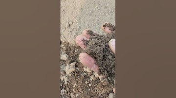 GREEN MANURE ? free fertilizer.