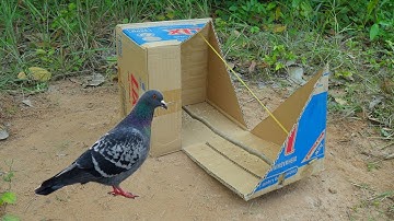 Creative Unique Quick Pigeon Trap Using Cardboard Box & Woods - Easy Bird Trap