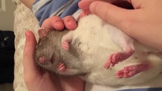 Cuddly Rat! (Shadow Enjoying being Petted)