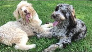The 6 (Best) Types of Doodle Breeds by Dog Trender 91,268 views 6 years ago 1 minute, 21 seconds