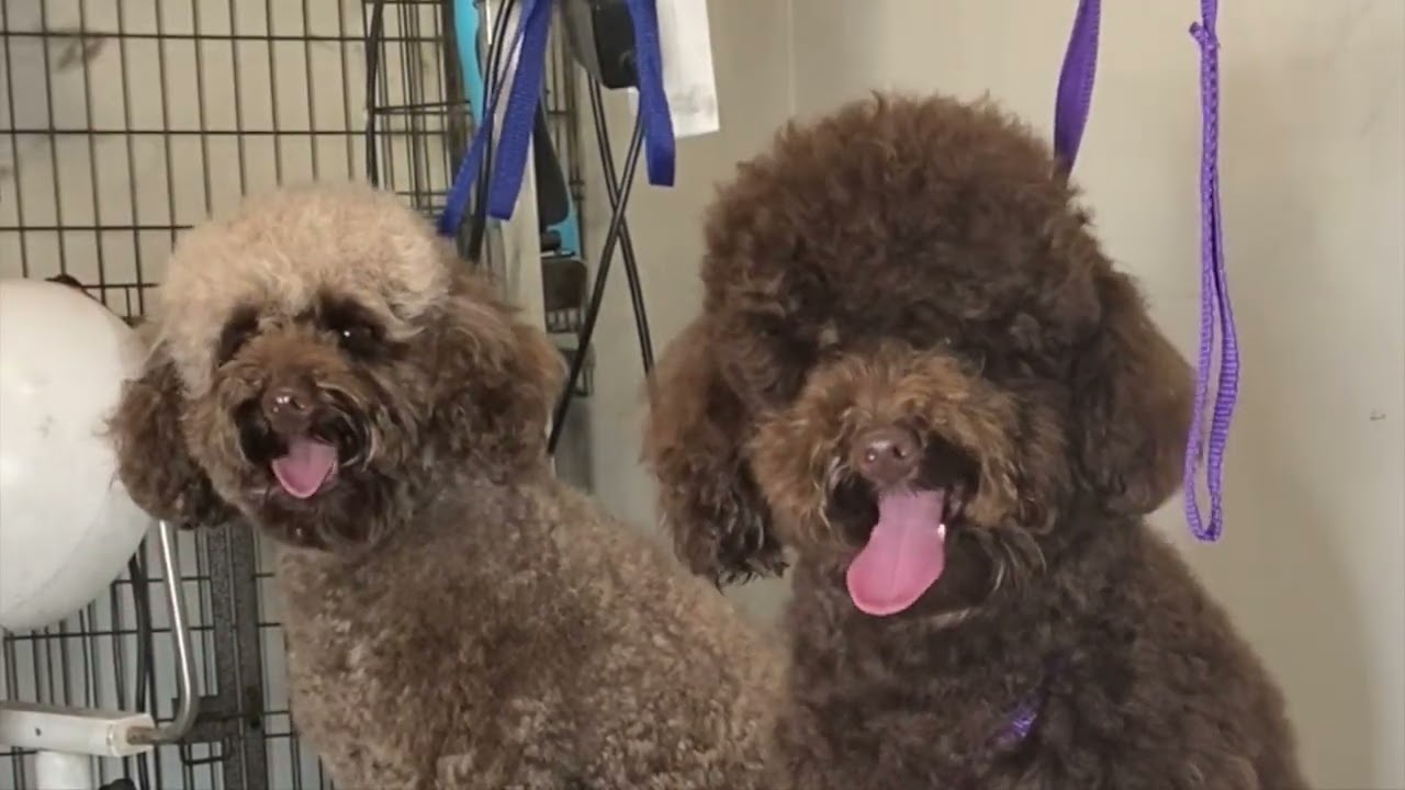 Grooming Two Chocolate Toy Poodles