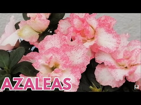 Video: Azalea Leaf Growth - Ayuda, que los arbustos de azalea no tengan hojas
