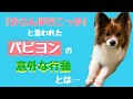 【面白い】おさんぽに行こうと言われた犬がとった行動が・・・まさかの⁉