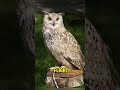 Owls silent flyers with specialized feathers  naqvi facts