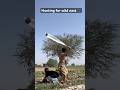 Hunting for wild crow nest eggs 😯🥚 #farming #hunting #ytshorts #crow #birdseggs