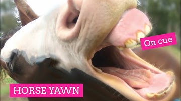How To Teach Your Horse To Yawn On Cue: A Step-By-Step Guide | LaraCoventryCox.com