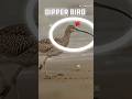 ‎dipper bird 🐦। underwater bird hunting। #shorts #shortvideo #facts