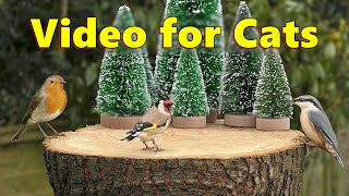 Birds For Cats To Watch 🎄 Cat Tv For Christmas