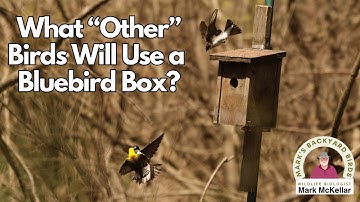 What Birds Will Nest In A Bluebird Box?