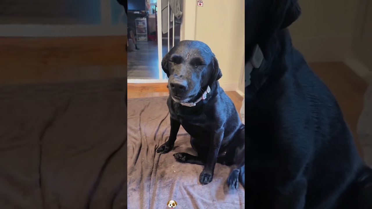 When A Dog Is Injured Funnydog Dogs Funnyvideos Fyp