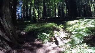 My Hapi Place in the Majestic Redwoods Old Growth Forest in Northern California by WeekendFrontier 15 views 6 months ago 2 minutes, 19 seconds