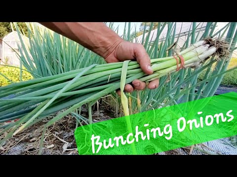 Video: Welsh Bunching Onion Info - Bosuien verzorgen en oogsten