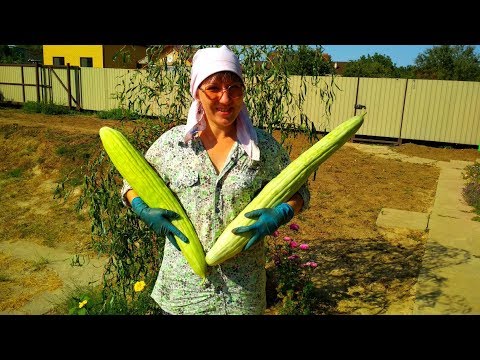Армянские ОГУРЦЫ! РАЗМЕР впечатляет!
