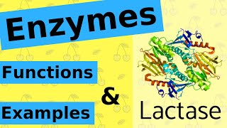 What are Enzymes & How Do They Work?