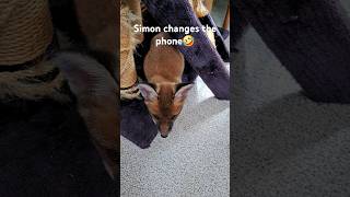 Cute & funny  #fox #cuteanimals #cute #wildlife #viral #vlog #fyp #mylife