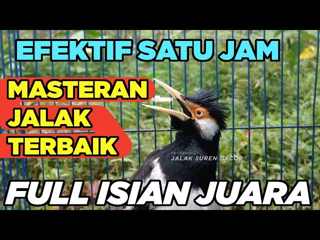 BURUNG JALAK SUREN GACOR FULL ISIAN SUPER EFEKTIF untuk PANCINGAN MASTERAN SEMUA JALAK class=