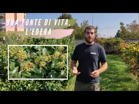 Video: Informazioni sulla pianta di Dietes - Come coltivare le iridi di Dietes