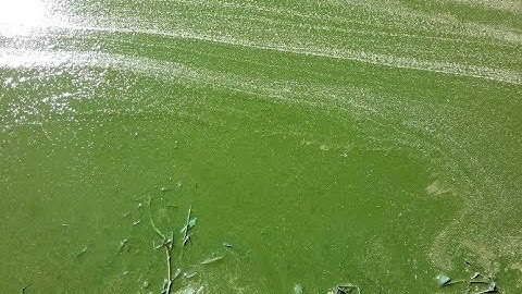 Updated map shows warning advisories for harmful algal bloom across the state