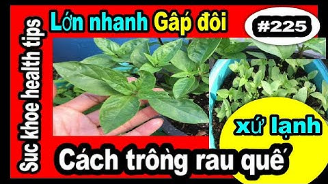 LỚN NHANH GẤP ĐÔI trồng rau quế XỨ LẠNH, #225 tip to grow basil fast, suc khoe health tips