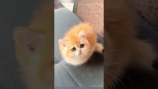 Cute Kittens😀#Shorts  #Cute