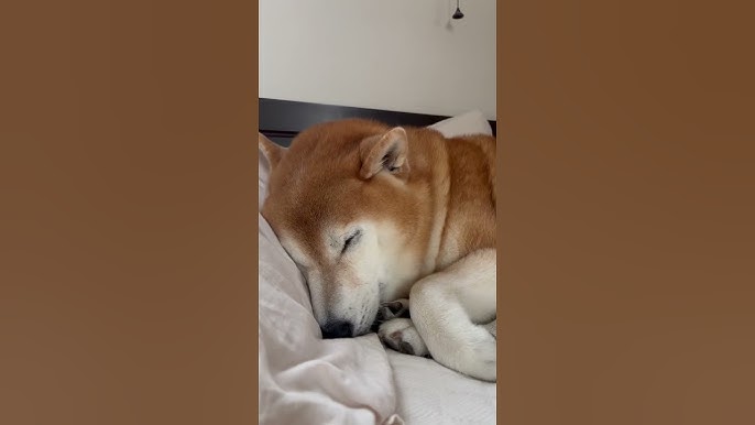 shiba 柴犬福 朝寝坊する柴犬🤣Shiba-Sleep🤣#shorts #funnydog #dogshorts #funny #shiba #柴犬  #시바견 - YouTube