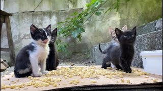 Cute Kittens and Mother Cat eating wet food with appetite.