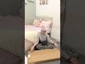 A day in my life asmr anak kost rakit meja sendiri 🌸 #adayinmylife #asmr #anakkost #mejarias #daily