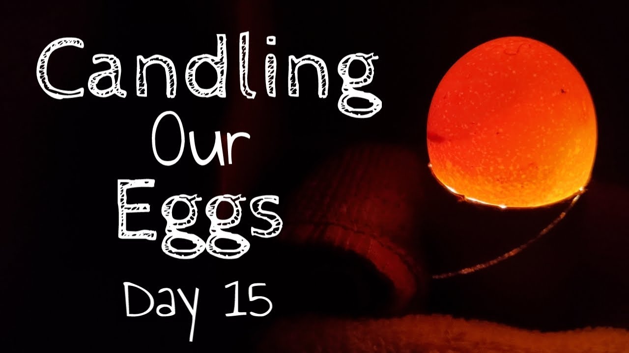 Candling Our Eggs Day 15 - YouTube