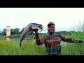 Best Fishing video | Big Black Snakehead Catching | wallogo Attu Fish Catching