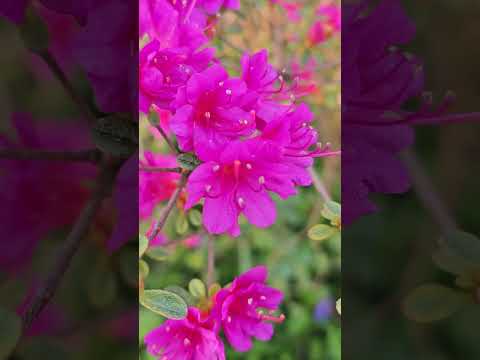Majestic Purple Rhododendron