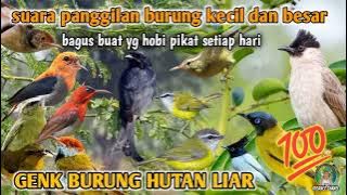 suara pikat burung kecil dan besar cocok untuk segala musim ampuh 💯 MP3