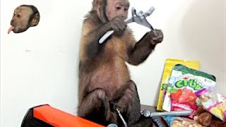 Capuchin Monkey Gets A Tool Box!