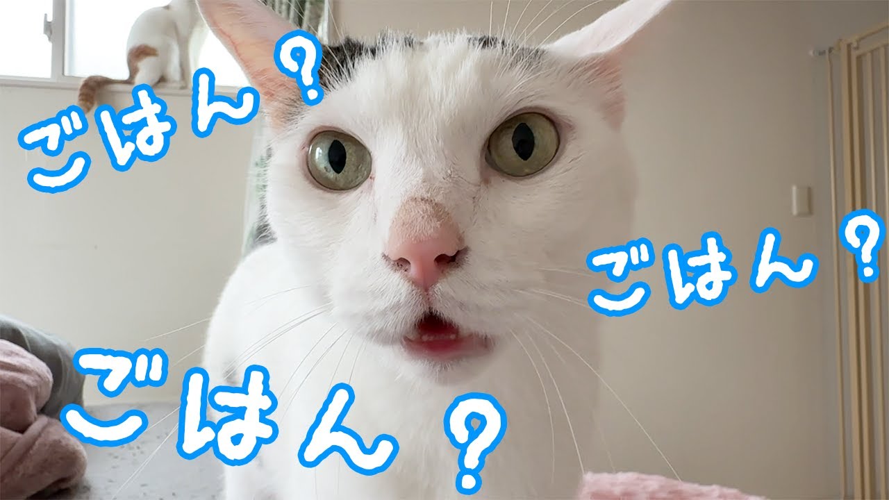 Chiro the cat gets excited two hours before dinner! - YouTube