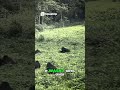 Gorillas  Mythical Monsters to Real Animals