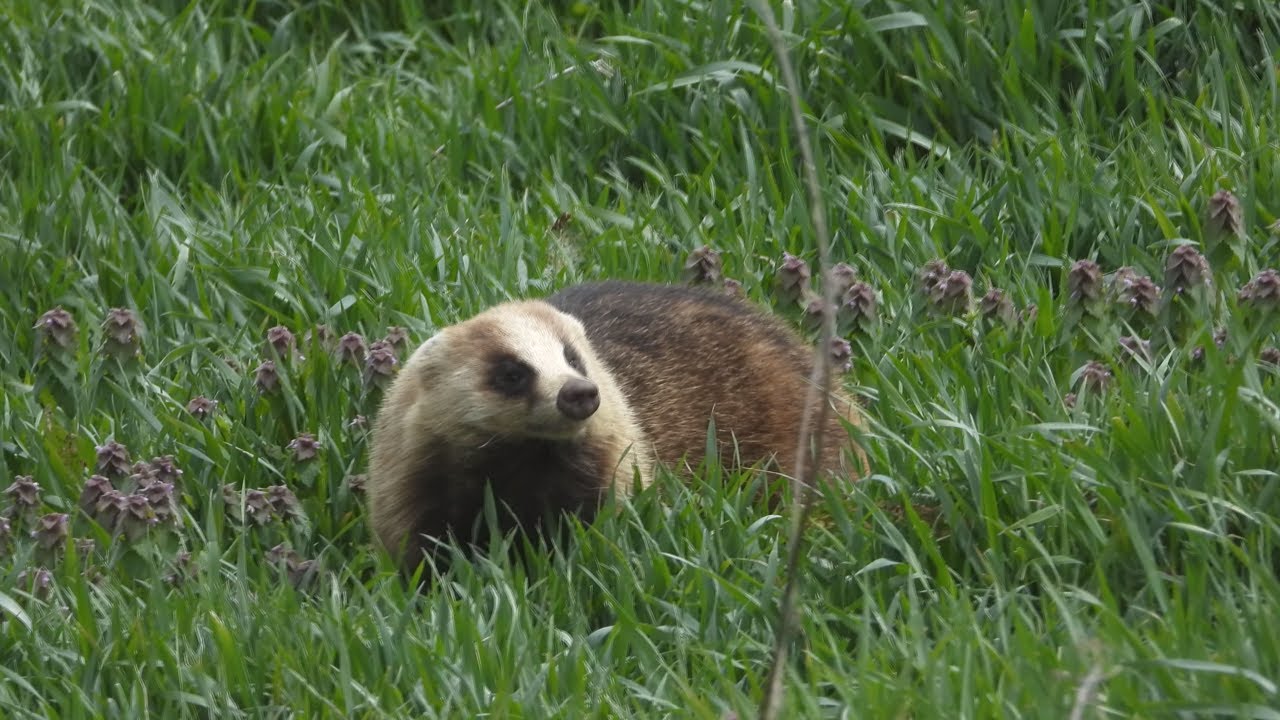 ニホンアナグマ【日本の野生動物に出会った記:2020.4.24】 - YouTube
