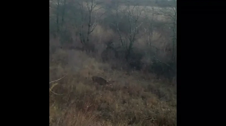 Buck shot and filmed with Tactacam gun cam