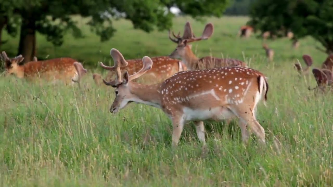 Discover the Majestic Fallow Deer: Nature's Adaptable Beauty!