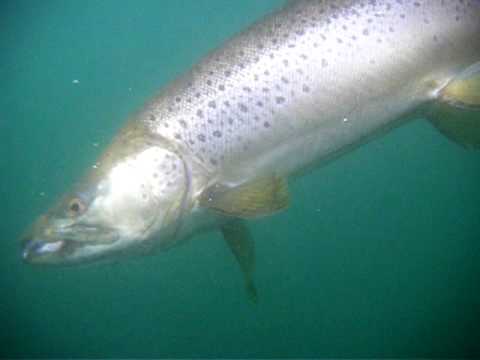 Release of a 7lb Hookjaw Brown Trout 