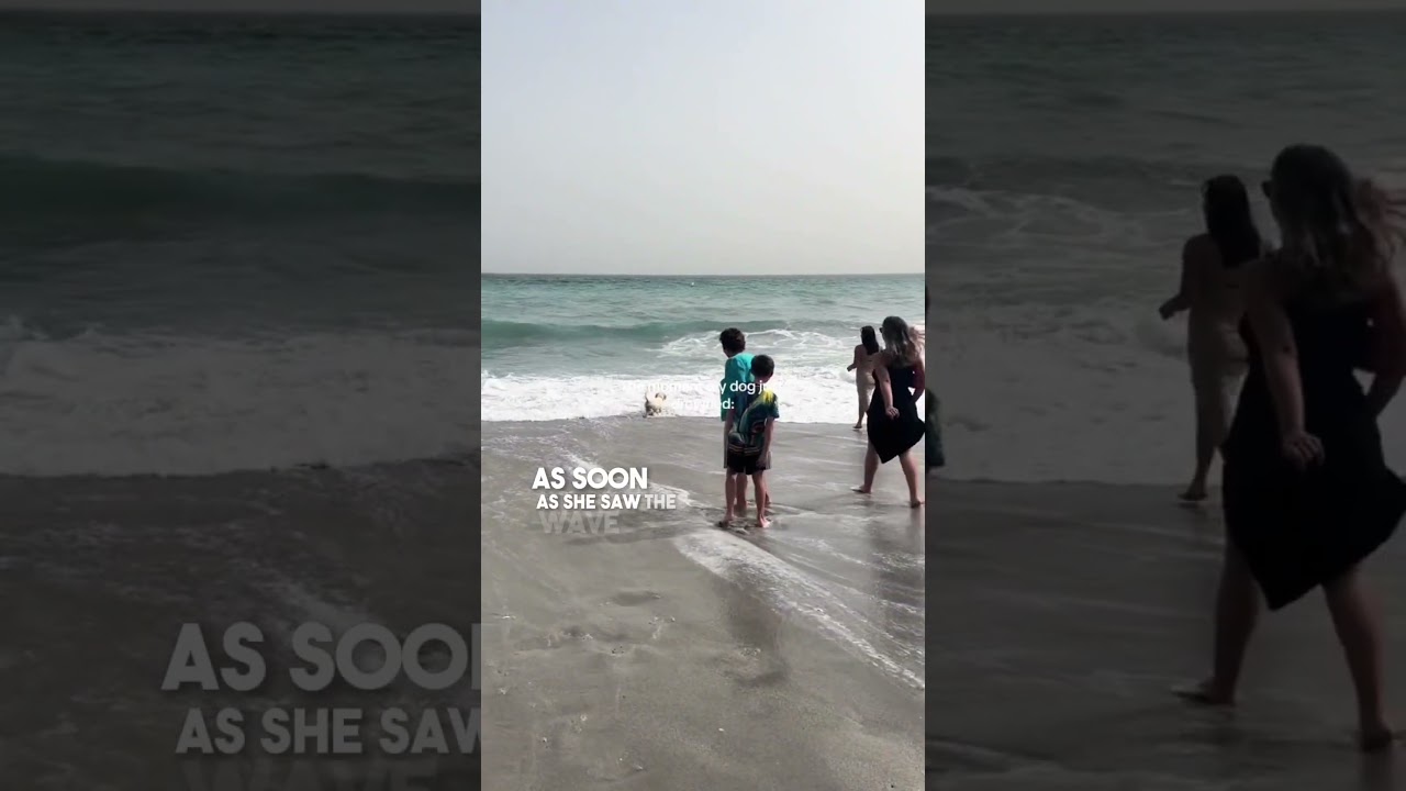 Ее собака чуть не утонула в океане 😨