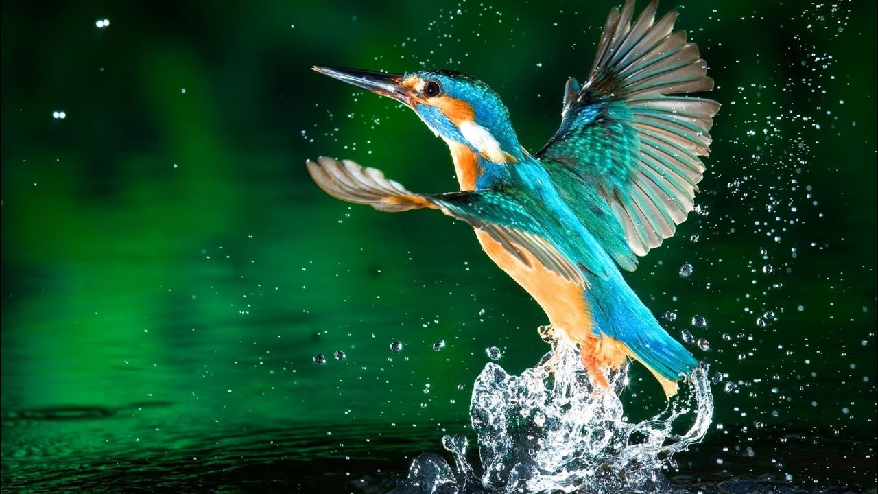 Relaxing Music , Kingfisher Video, Sleep Music , Stress Relief Music , Spa Meditation Music , Study