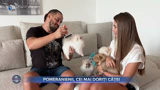 Crescător autorizat din rasa pomeranian la știrile kanal D