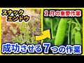 【スナックエンドウ】2〜3月にする7つの作業！春にたくさん収穫するポイント【家庭菜園】【絹さや】