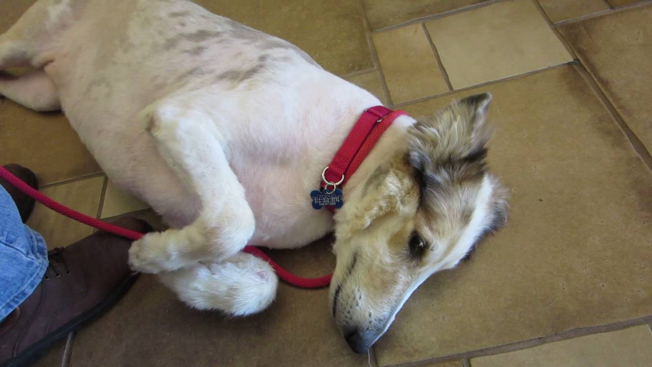 Mvi 0805 Almost Home Dog Rescue Of Ohio Skyler Youtube